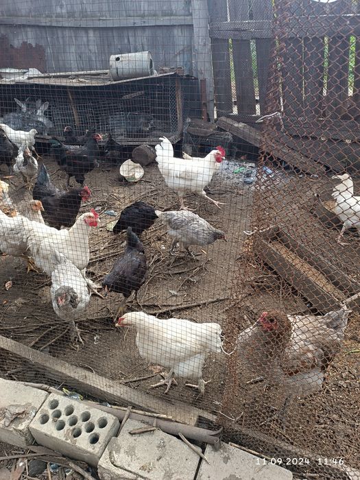 Продам несушек брамма и леггорн.