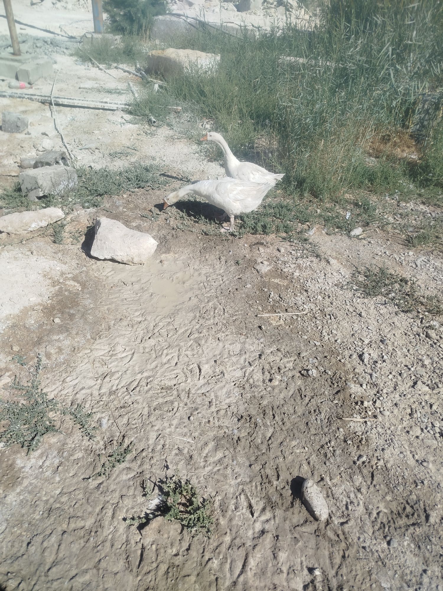 Sog'lom G'ozlar sotiladi