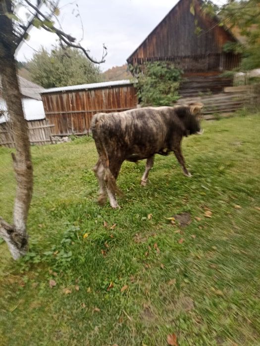 Vând juninci viu sau carcasă