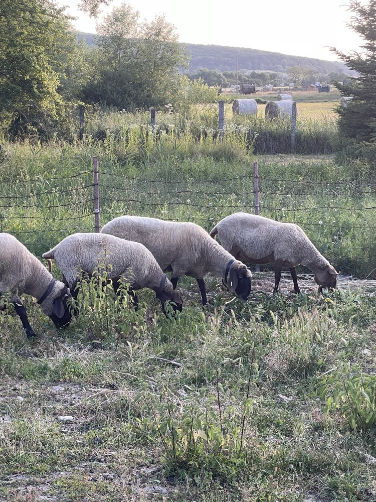 Vand 1 berbece, 7 oi si 8 miei