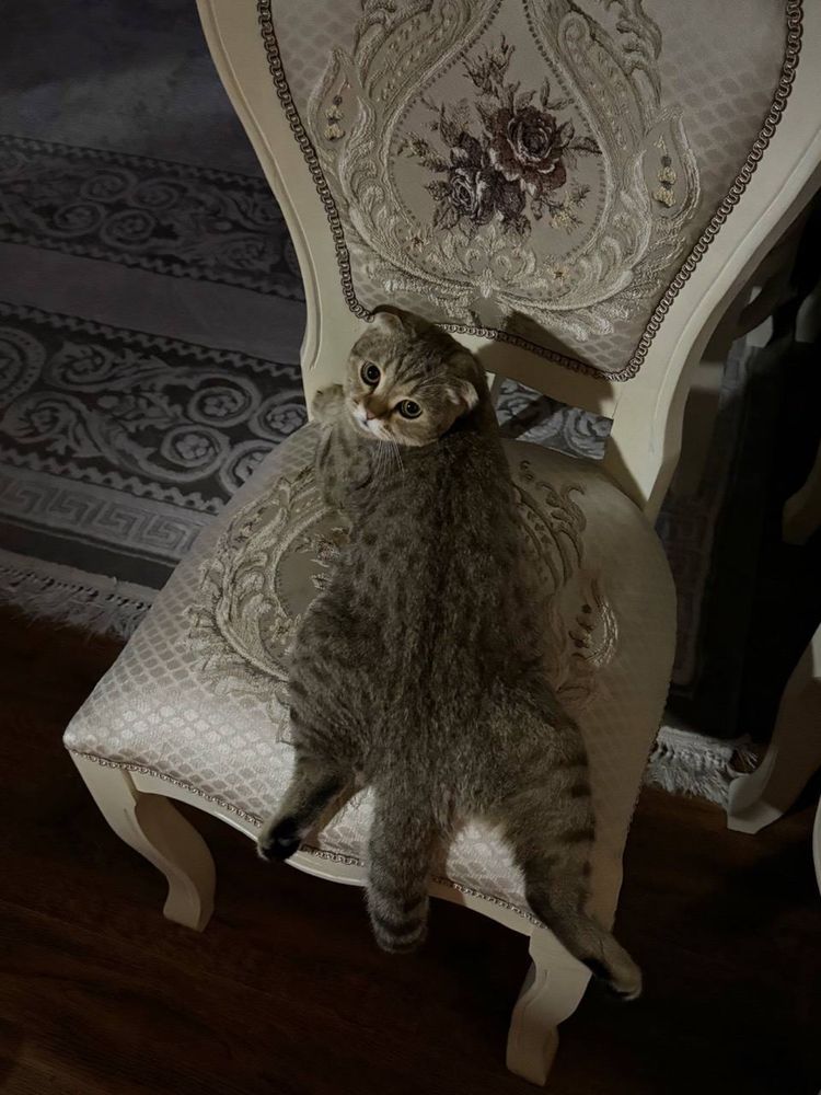 Кот на вязку шотланский вислоухий