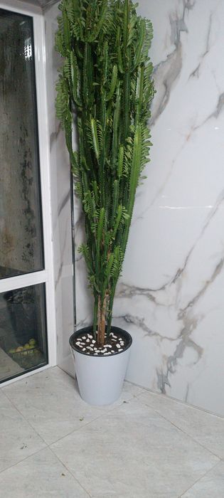 Молочай Африканский