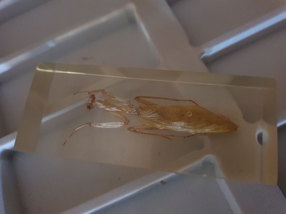 Insecte reale în rășină de colecție