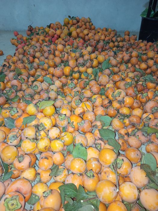 Xurmo sotiladi optem narx