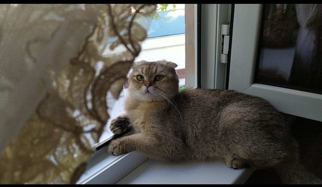 Чистокровный Скоттиш Фолд на вязку