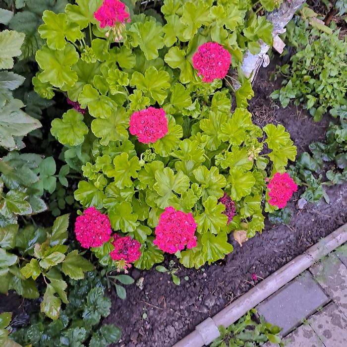 Продам отростки герани