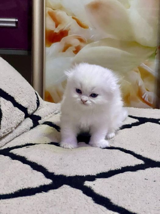 Шотланский Скоттиш Фолд!