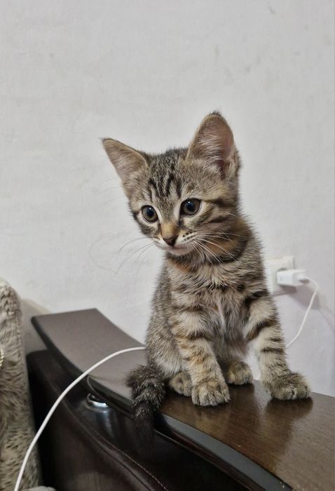 Отдам котёнка (девочка)