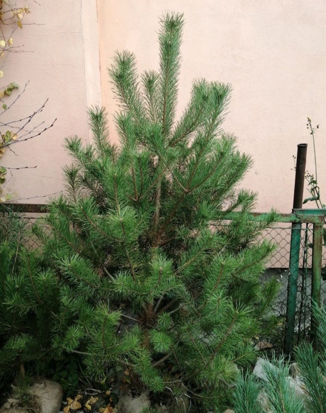 tuia-thuja/pini/brazi