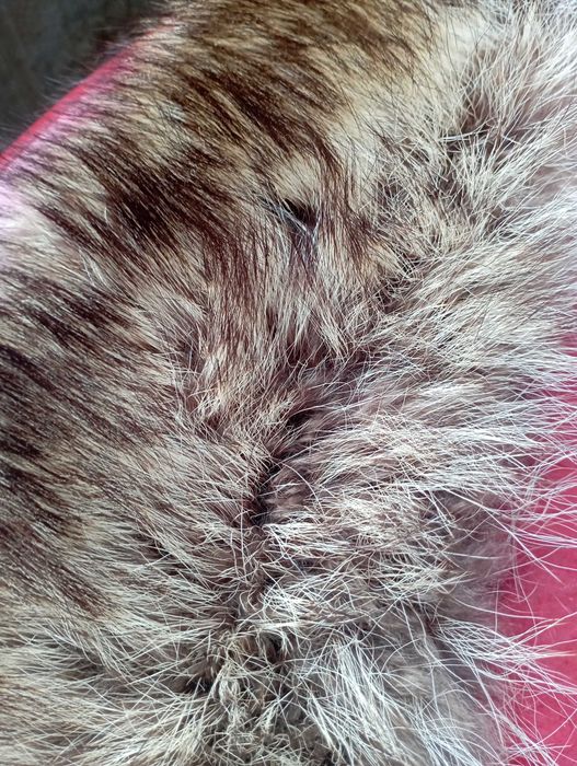 Яка от мечка 95 см