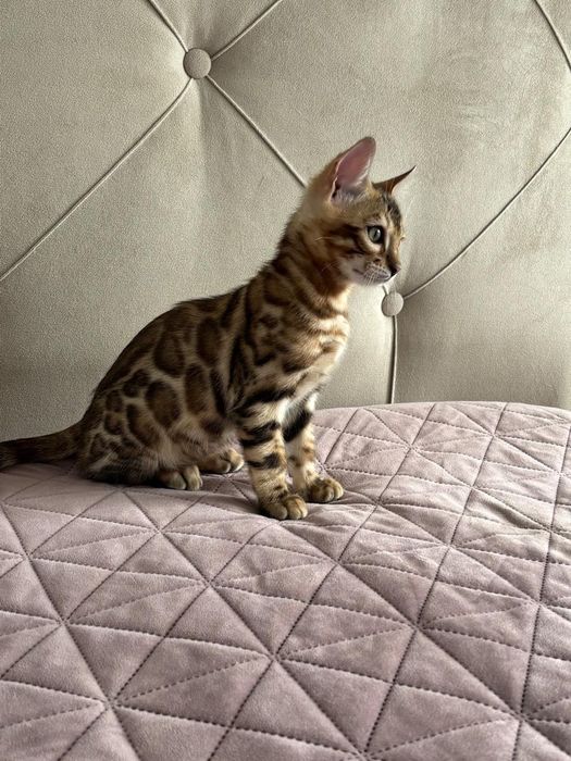 Pui bengal cu pedigree