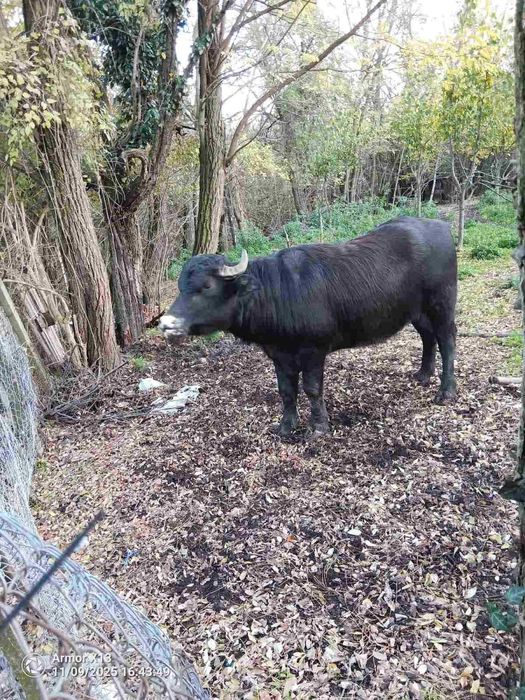 Продавам 1/2 Малак