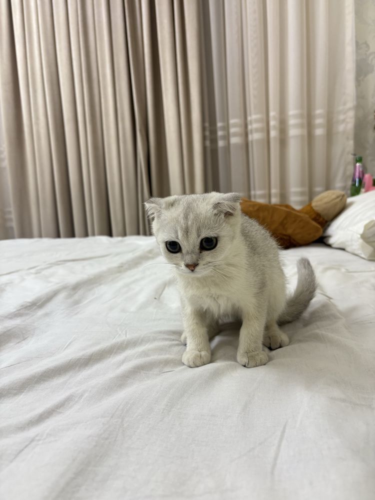 Scottish fold mushuk sotiladi