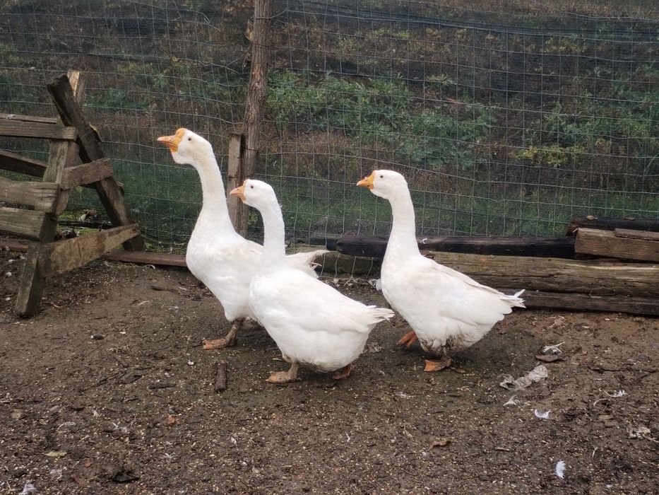 2 gâște și 1 gânsac