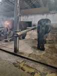 Vând sau schimb cu tractor  armăsar foarte cuminte și garantat