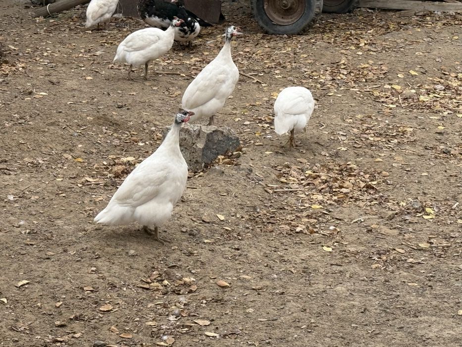 Цесаркалар сатылады