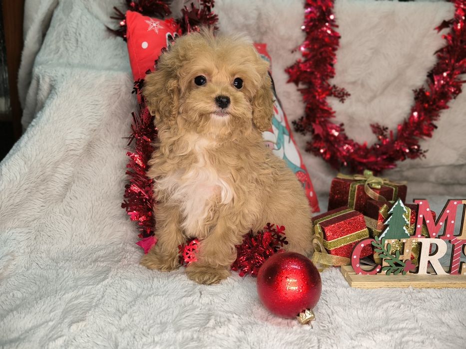 Vand fetita maltipoo minitoy