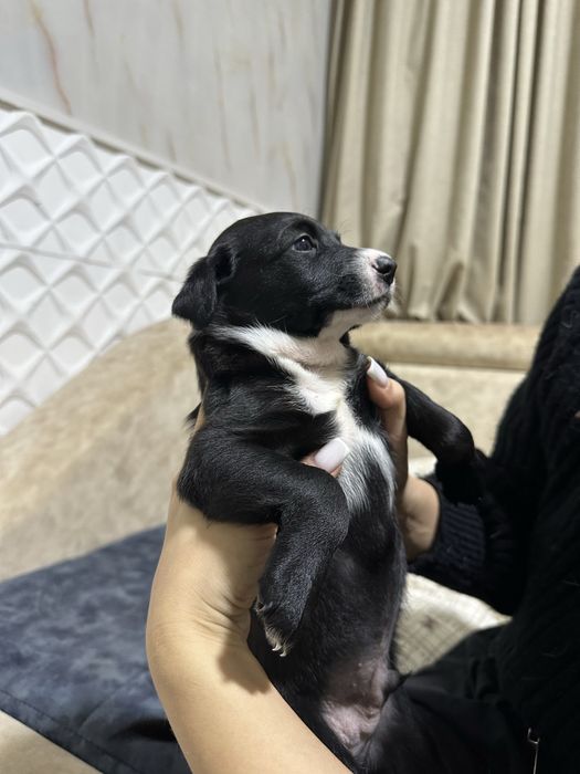 Отдадим в хорошие руки, Джек Рассел перемешка + 150 тыс на корм