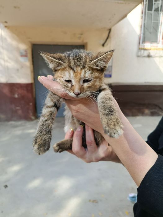 Отдам даром котят