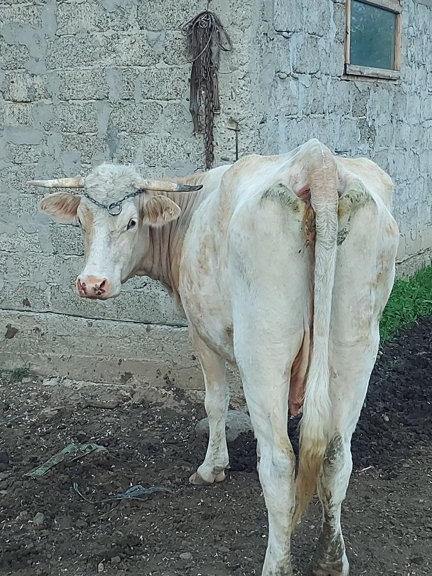 Vaci de vânzare bune de lapte sau vitei de sacrificat