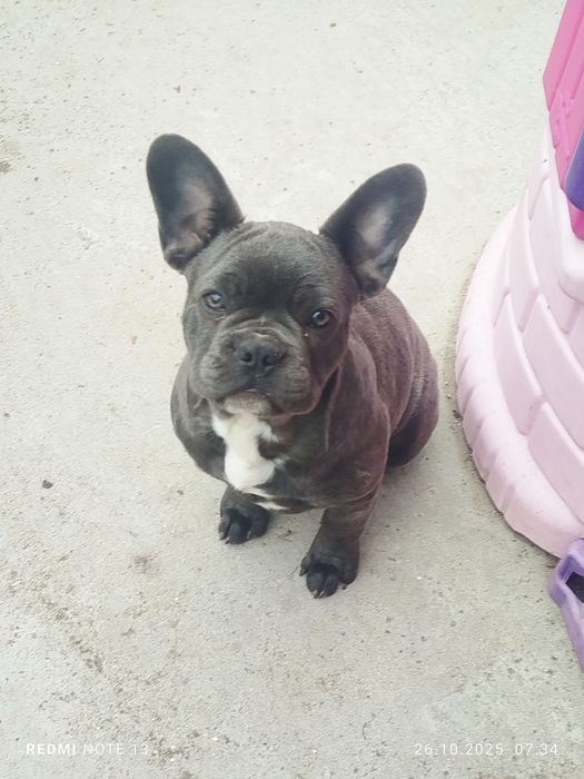 Френски булдог мъжко и женско