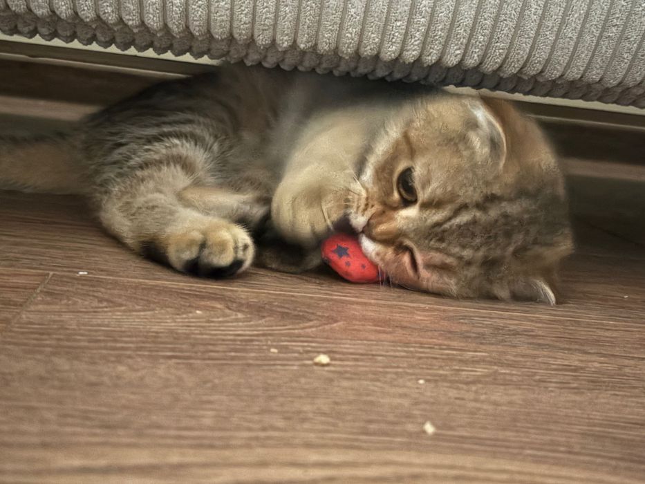 Golden chinchilla X Scottish fold kitten to a good home