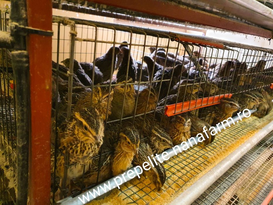 Oua de prepelite pt incubat