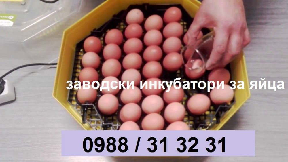 Румънски инкубатор за пилета. Инкубатори за яйца КЛЕО 5; Cleo 5