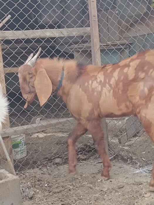 Продаеться битал козел