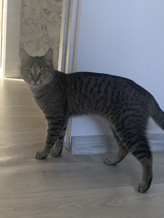 Отдам срочно чистоплотного котенка