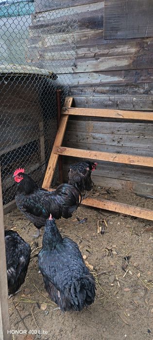 Cocoși australorp(pui)