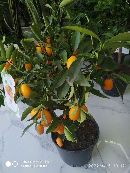 ландшафтный услуги (чертежи замербесплатно при заказе)