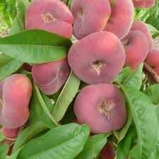 Персики и нектарины новинки. Саженцы Алматы и область