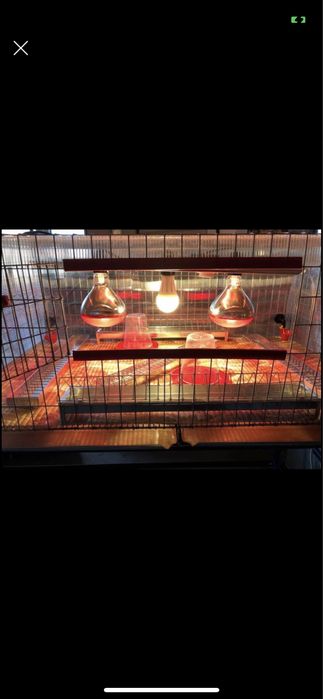 Maternitate pentru pui prepeliță , găina ,rata , gâște etc