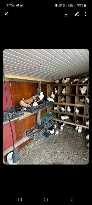 Porumbei diferite rase