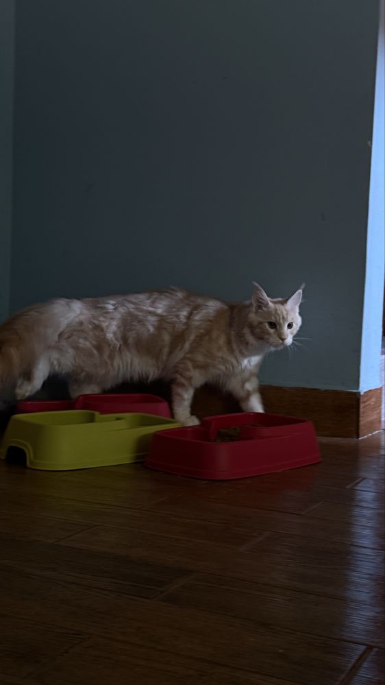 Maine Coon Gigant