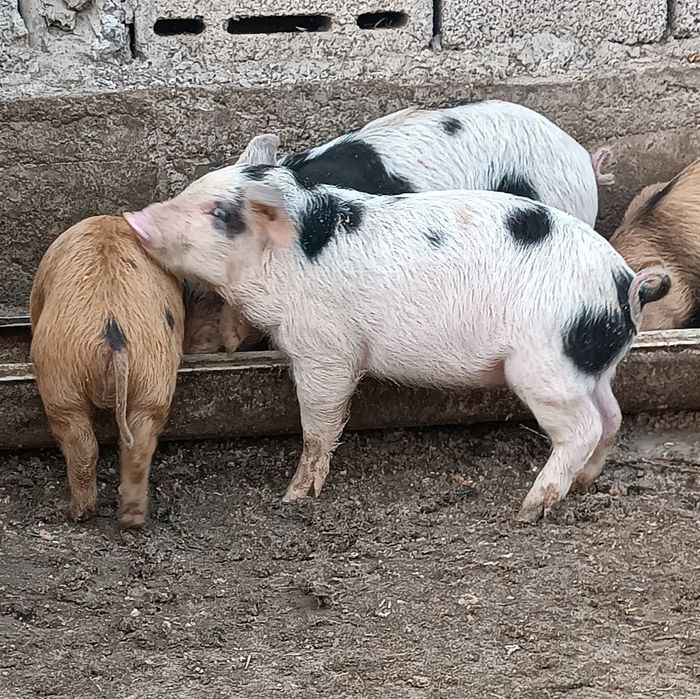 Продаются поросята