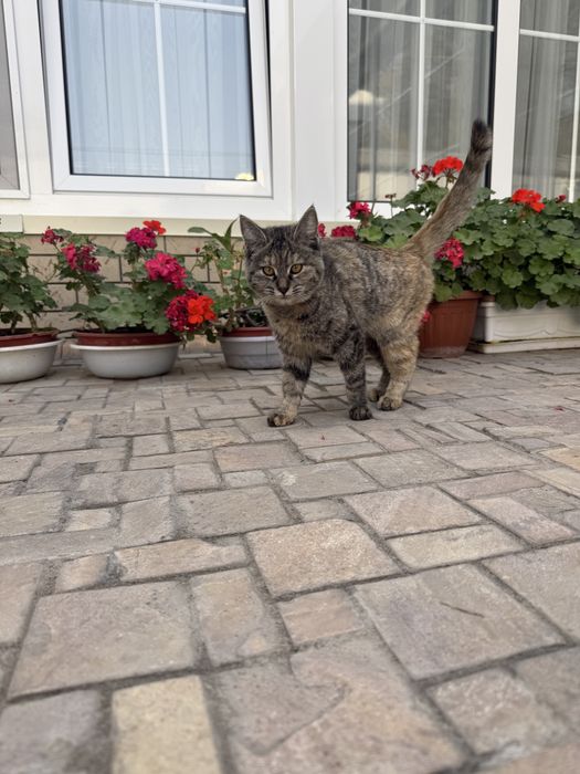 Отдаю котенка в добрые руки