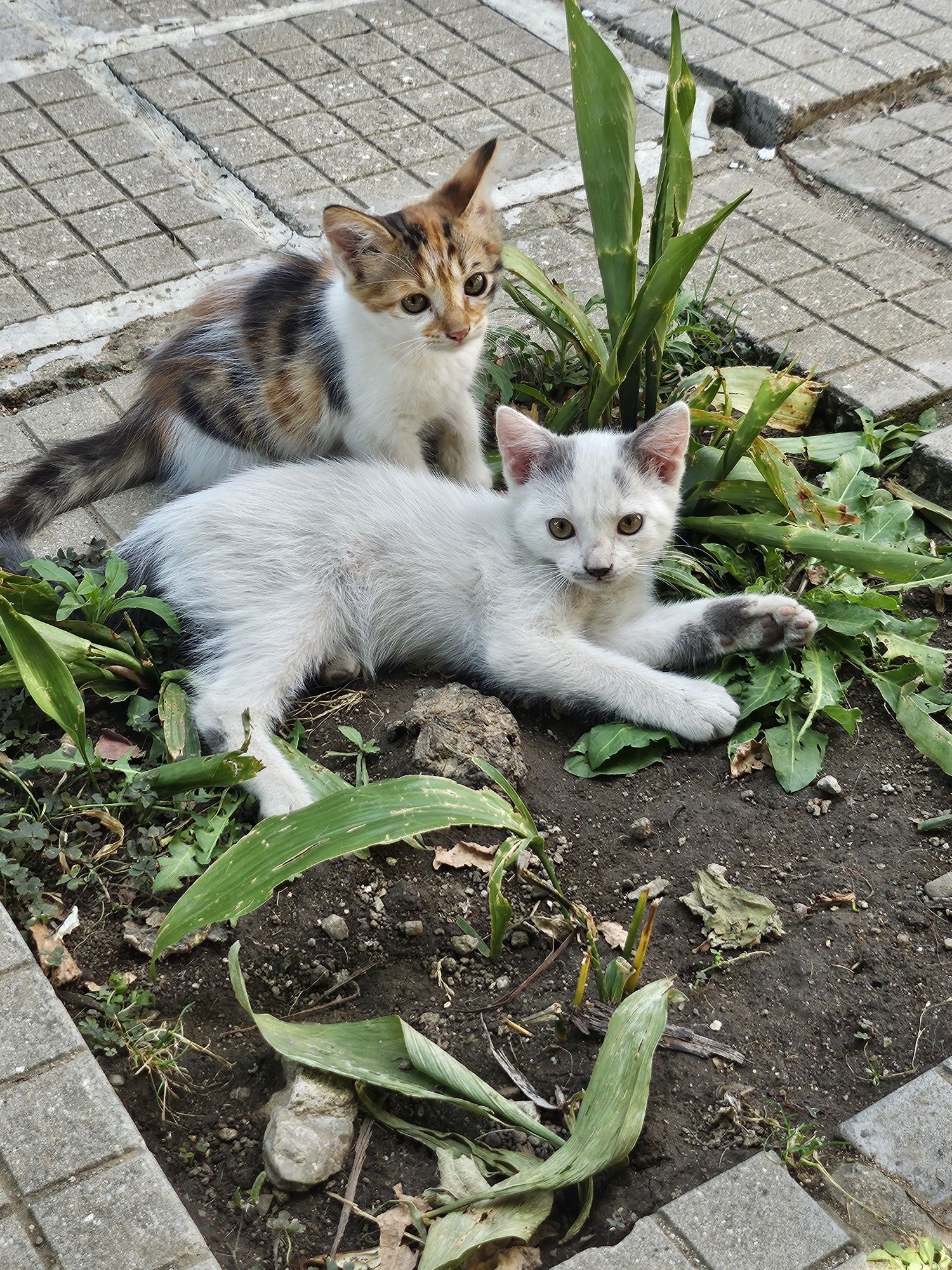 Подарявам котенца