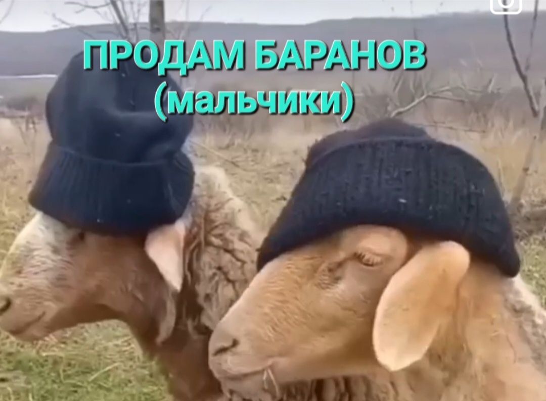 Продам баранчиков