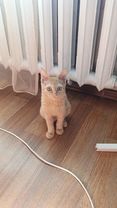 Отдам котика в хорошие руки