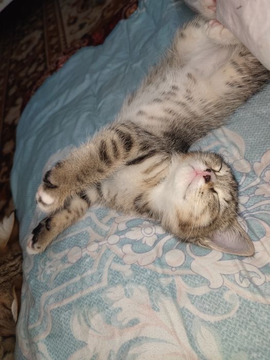 Yahshi Mushuk Onasi Skotch strait