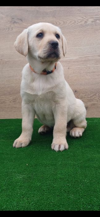 Puiuț Labrador Auriu
