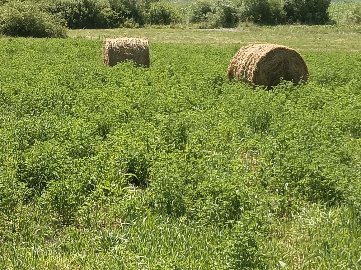 Vînd lucernă și fîn baloți 120x 120