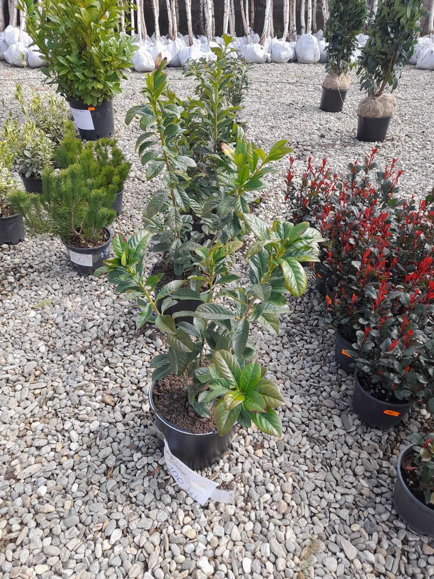 Plante ornamentale
