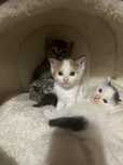 Ofer spre adoptie pui de pisicuta