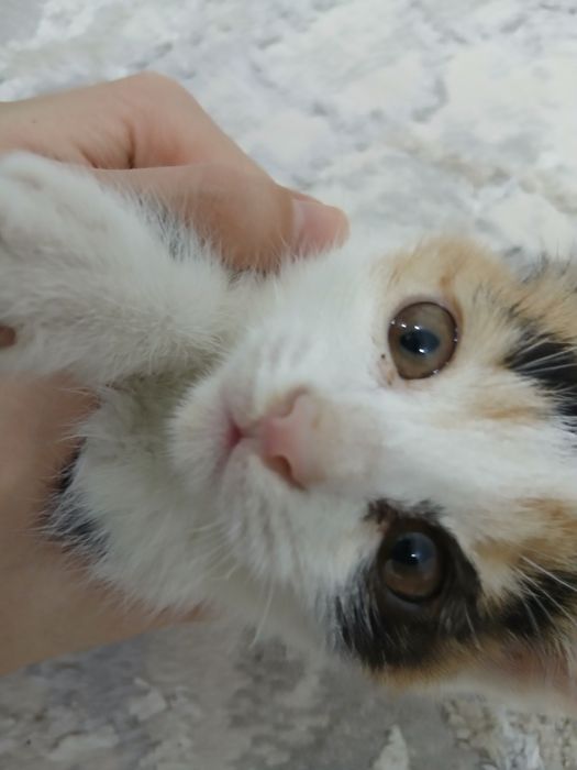 Bepul yaxshi insonlarga beriladi