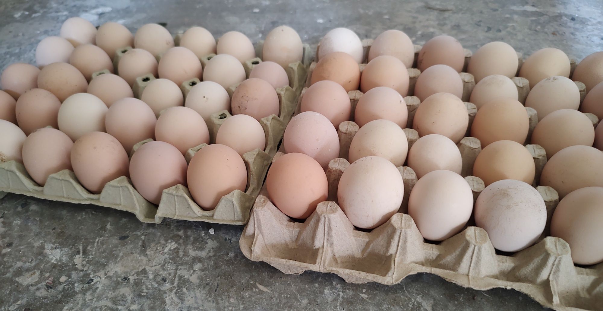 Ouă incubat Australorp negru.