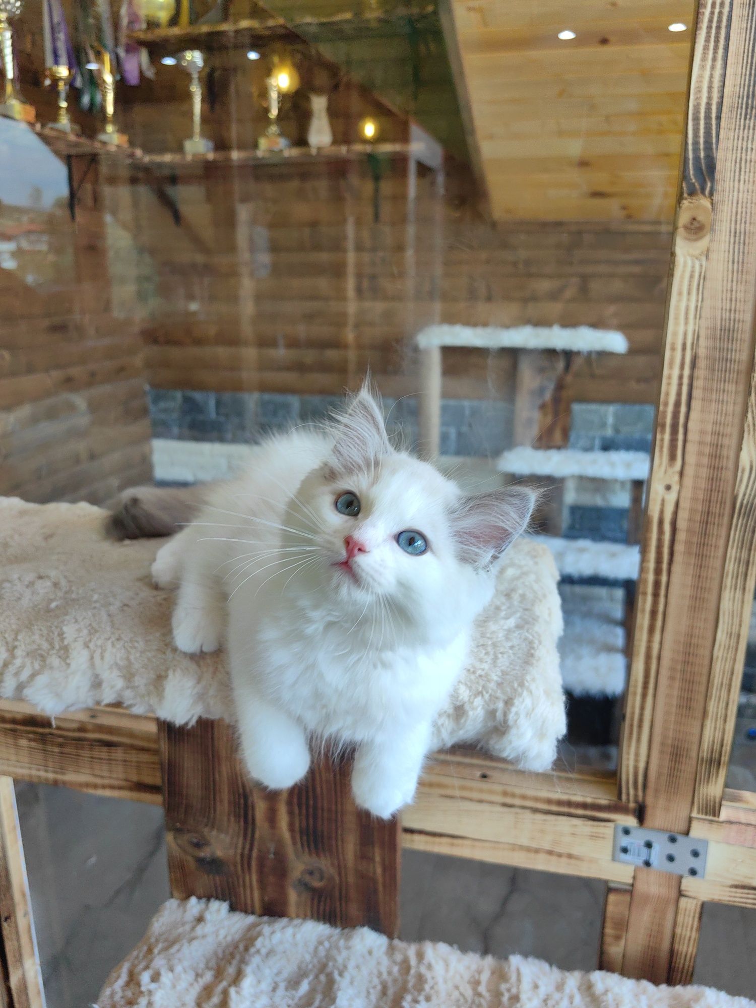 Ragdoll /Рагдолл/с Родословие