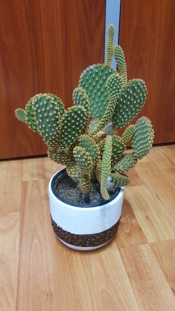 Vand cactusi de diferite soiuri si marimi